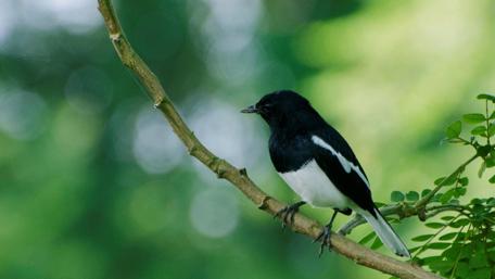 Elegant Magpie Perched on a Branch Amidst Nature's Beauty wallpaper