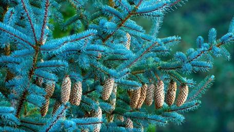 Pine Cones in Tranquil Greenscape wallpaper