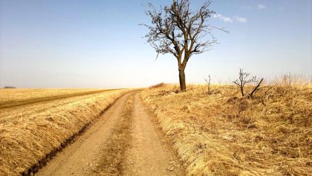 Golden Pathway Through the Fields wallpaper