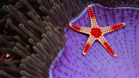 Vibrant Starfish Amidst Ocean Colors wallpaper