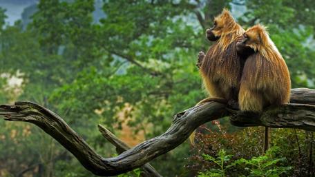 Adorable Monkeys Enjoying Nature Together wallpaper
