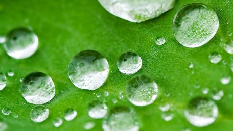 Fresh Dew on Green Leaves Enhancing Nature's Beauty wallpaper