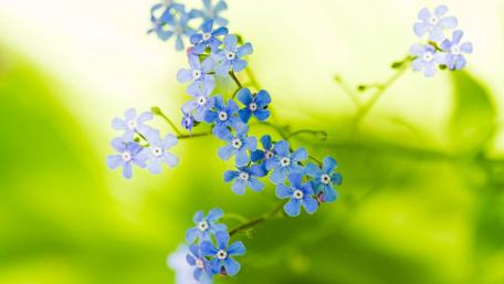 Delicate Blue Flowers in Nature's Embrace wallpaper
