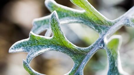 Frosty Leaves Embraced by Nature's Beauty wallpaper