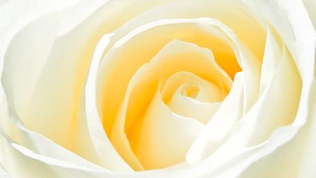 Gentle Elegance of a White Rose wallpaper
