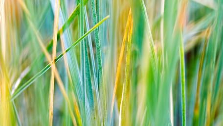 Lush Green Blades of Grass Dance in the Breeze wallpaper