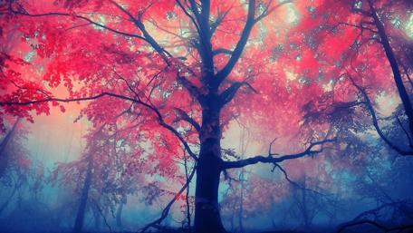 Enchanted Pink Forest in Morning Mist wallpaper