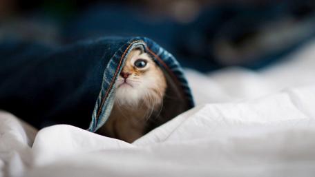 Cozy Cat Peeking from a Denim Blanket wallpaper