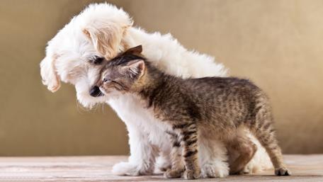 Adorable Dog and Cat Friendship Wallpaper wallpaper