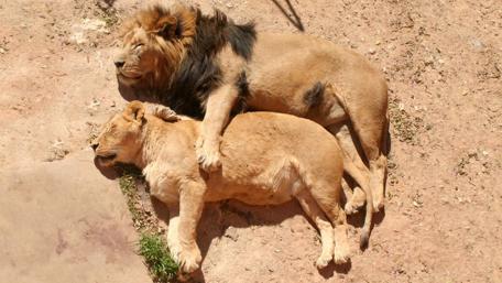 Lion Pair Resting Peacefully in the Sun wallpaper