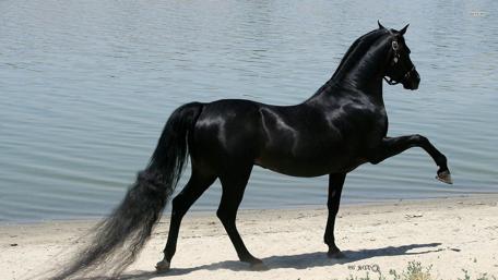 Elegant Black Stallion by the Water's Edge wallpaper