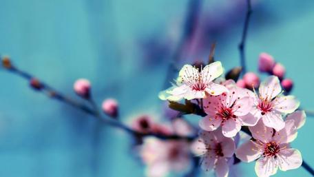 Blossoming Cherry Tree Branch Wallpaper wallpaper
