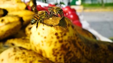 Buzzing Bees on Ripe Bananas wallpaper