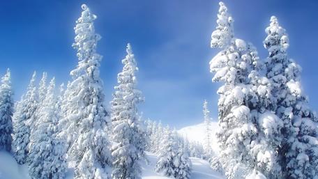 Winter Wonderland Forest wallpaper