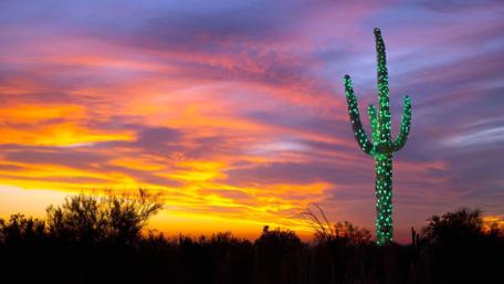 Vibrant Desert Sunset with Luminous Cactus wallpaper