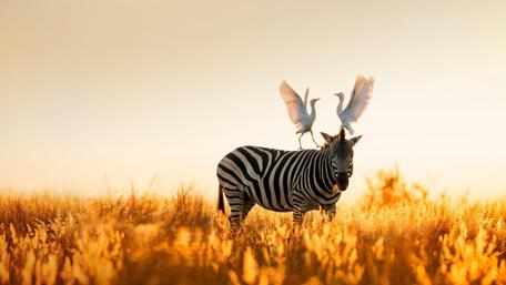 Zebra in Serene Sunrise Landscape with Birds Above wallpaper