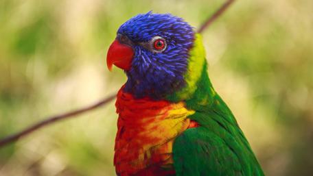 Vibrant Parrot in Rainforest Colors wallpaper