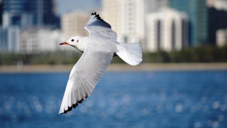Majestic Seagull in Flight over Ocean Waters wallpaper