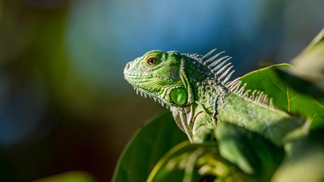 Vibrant Green Lizard Among Leaves wallpaper