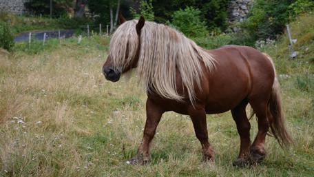 Majestic Horse in Serene Landscape wallpaper