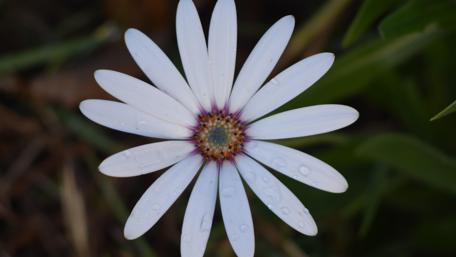 Radiant White Flower in Bloom wallpaper