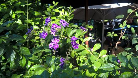 Vibrant Purple Blossoms in Natural Light wallpaper
