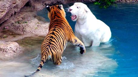 Majestic Tigers by the Water's Edge wallpaper