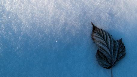 Winter Leaf Surrounded by Snowflakes wallpaper