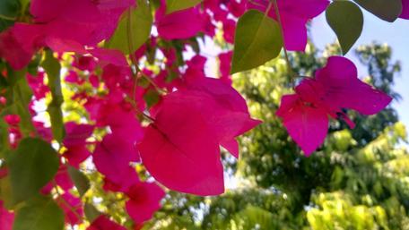 Vibrant Bougainvillea in Bloom wallpaper
