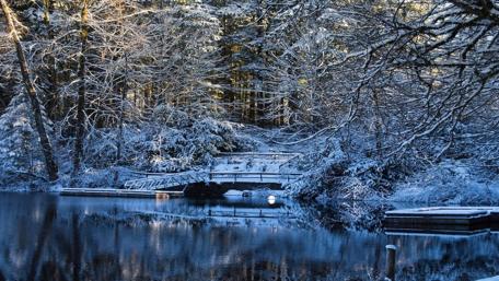 Serene Winter Lake in a Snowy Forest wallpaper