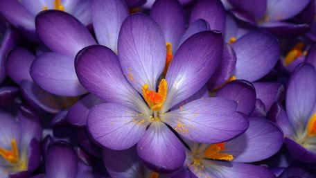 Vibrant Crocus Bloom Delight wallpaper