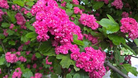 Vibrant Pink Blossoms in Full Bloom wallpaper