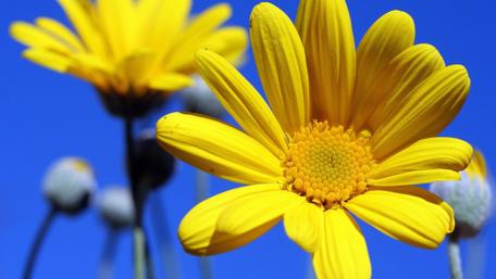Vibrant Yellow Flowers Against a Blue Sky wallpaper