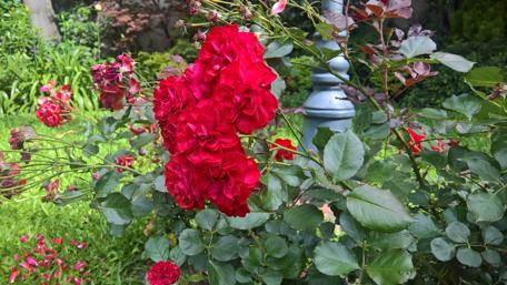 Vibrant Red Roses in Bloom wallpaper