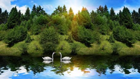 Graceful Swans Beneath Golden Sunrays wallpaper