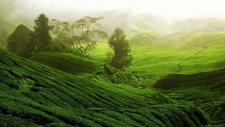 Emerald Hills in Morning Mist wallpaper