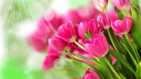 Vibrant Spring Tulips in Sunshine wallpaper