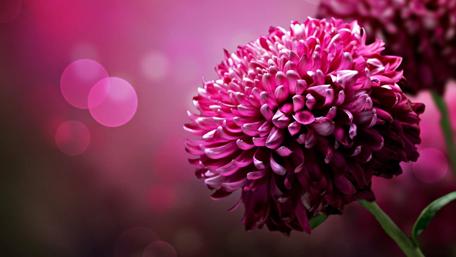 Vibrant Lilac Blossoms in Spring Glow wallpaper