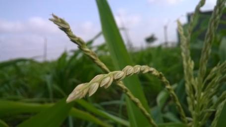 Green Corn in Nature's Embrace wallpaper