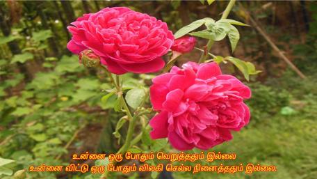 Inspiring Floral Quote Wallpaper wallpaper