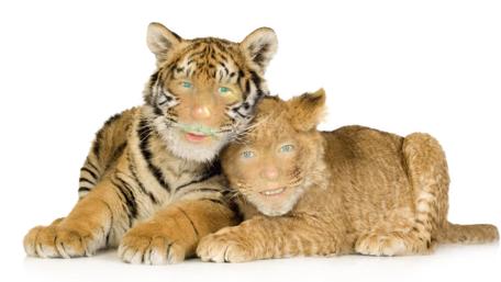 Two Silly Tigers with Human Faces in a Whimsical Pose wallpaper