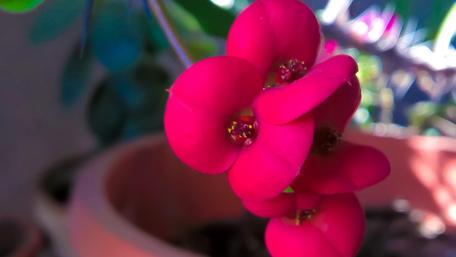 Vibrant Red Blooms in Nature's Embrace wallpaper