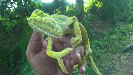 Vibrant Green Lizard in Nature's Embrace wallpaper