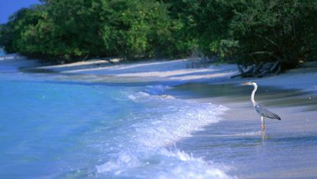 Serene Shoreline with a Heron Standing Tall wallpaper