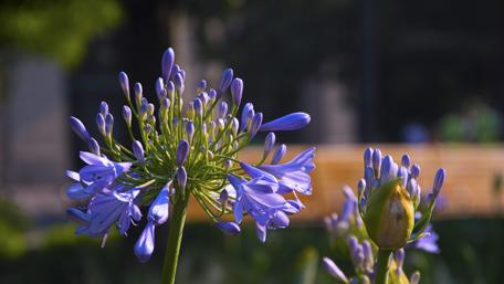 Blooming Blue Petals of Nature's Beauty wallpaper
