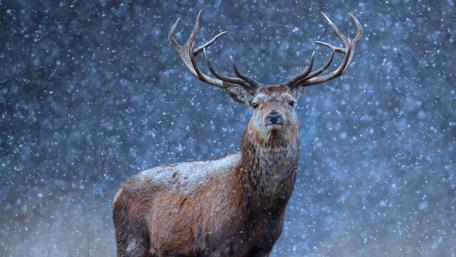 Majestic Reindeer in Snowfall wallpaper