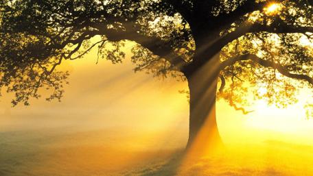 Sunset Radiance Through the Oaks wallpaper