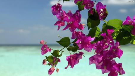 Purple Blossoms Over Pristine Ocean View wallpaper