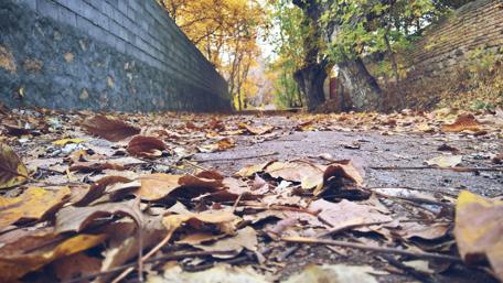 Autumn Pathway Surrounded by Colorful Leaves wallpaper