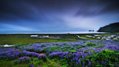 Vibrant Flower Field by the Sea wallpaper